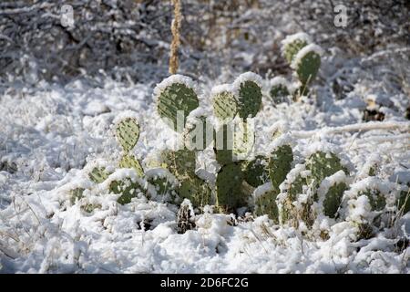 Prickly pear cactus in the ice and snow Stock Photo