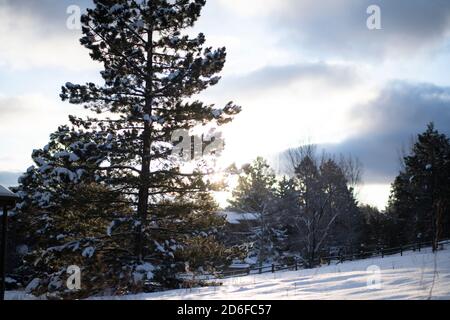 Snow covered pine tree at sunrise, sun flaring through the branches Stock Photo