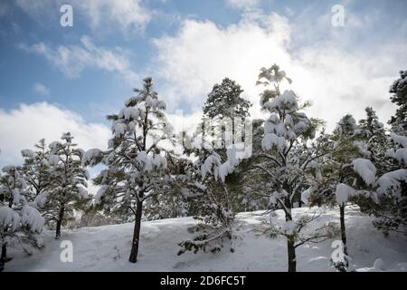 Small pine trees covered in snow on a sunny blue sky winter day Stock Photo