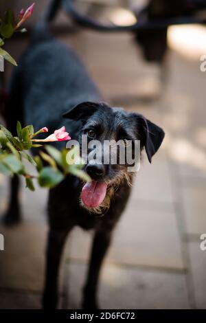 Black Terrier Mix Standing in Yard with Tongue Hanging Out Stock Photo