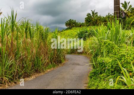 Sugar cane plantation, Saint-Philippe, Reunion Island, French overseas territory, France, Africa, Indian Ocean Stock Photo