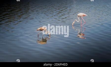 Greater flamingo and young bird near Peyriac de Mer in the Narbonnaise Regional Nature Park in summer Stock Photo