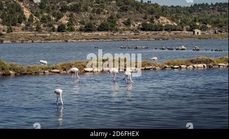 Greater flamingos at Peyriac de Mer in the Narbonnaise Regional Nature Park in summer Stock Photo