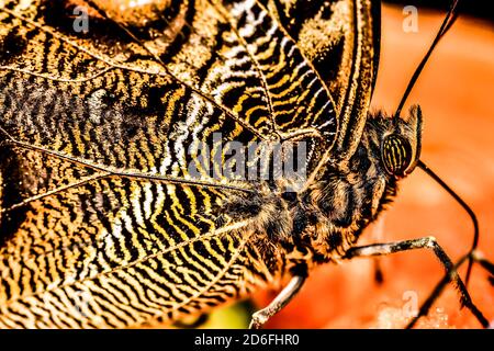 butterfly on black background, photo as a background Stock Photo