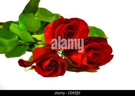 Bouquet of three red roses isolate on a white background. Roses bouquet isolated on white background. Stock Photo