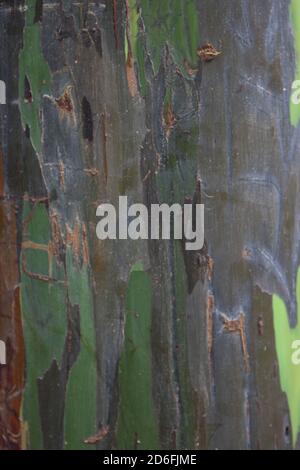 Close up of the colorful bark on the trunk of a Rainbow Eucalyptus, Eucalyptus deglupta, tree in Maui, Hawaii, USA Stock Photo