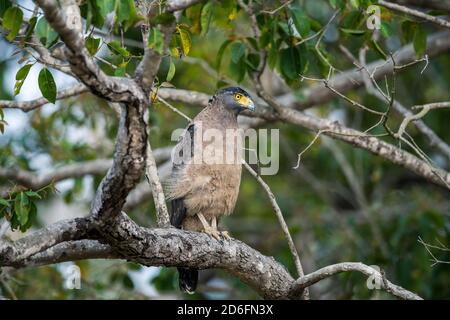 Indian spotted eagle (Aquila hastata) perches in a tree while looking for prey in an Indian forest Stock Photo