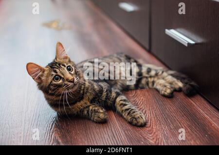 Cute charcoal bengal kitty cat laying on the floor at home Stock Photo ...
