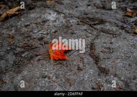 A single fallen maple leaf has red and orange coloring where it lies on a rocky surface in the woods. Stock Photo