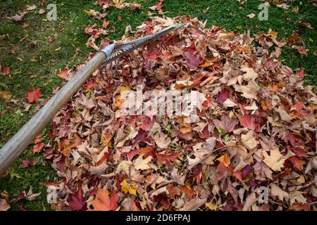 An image shows a rake pushing leaves into a pile from the point of view of someone doing the yard work. Stock Photo