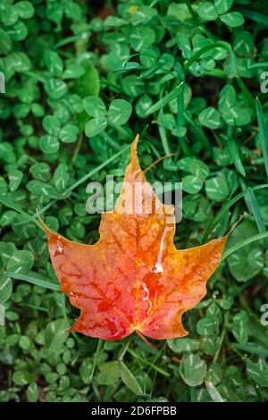 Red and Orange maple leaf on green clovers Stock Photo