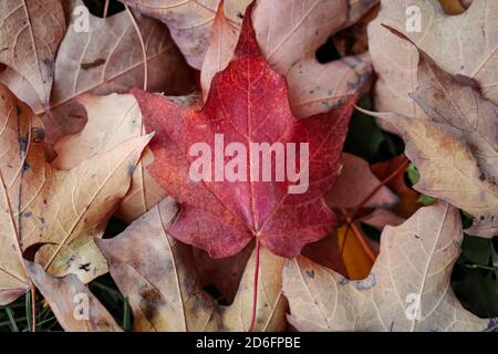 Bright red maple leaf on top of beige backs of other fallen leaves Stock Photo