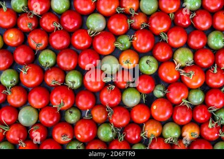 Red and green cherry tomatoes  freshly picked from a garden in Winkler, Manitoba, Canada. Stock Photo