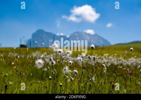 Cottongrass, cotton-grass (Eriophorum) is growing on the pastures at Seiser Alm, Alpe di Siusi. Stock Photo