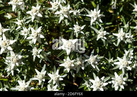 Blooming blossoms of edelweiss (Leontopodium nivale) flowers. Stock Photo
