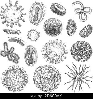 Sketch virus. Bacteria, coronavirus germ biology micro organic elements. Covid-19 viruses, cancer cells hand drawn engraving vector set Stock Vector