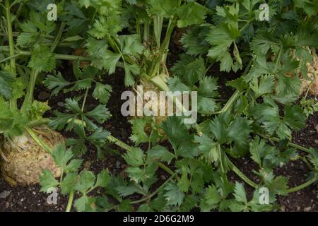 Home Grown Organic Celeriac Heads (Apium graveolens var. rapaceum) Growing on an Allotment in a Vegetable Garden in Rural Devon, England, UK Stock Photo