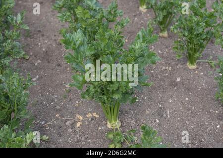 Home Grown Organic Celeriac Plants (Apium graveolens var. rapaceum) Growing on an Allotment in a Vegetable Garden in Rural Somerset, England, UK Stock Photo