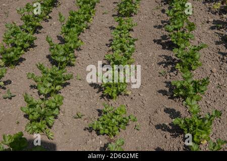 Home Grown Organic Celeriac Plants (Apium graveolens var. rapaceum) Growing on an Allotment in a Vegetable Garden in Rural Somerset, England, UK Stock Photo