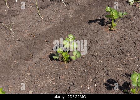 Home Grown Organic Celeriac Plants (Apium graveolens var. rapaceum) Growing on an Allotment in a Vegetable Garden in Rural Somerset, England, UK Stock Photo