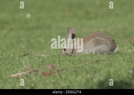 Rabbit eating grass Stock Photo