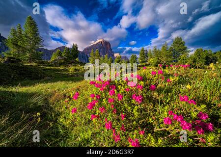A bush of the flower alpenrose, snow-rose, or rusty-leaved alpenrose (Rhododendron ferrugineum), the rock formation Tofane in the distance Stock Photo