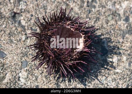 Empty sea urchin case on grey concrete Stock Photo