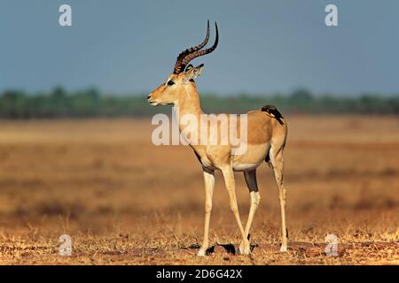 A male impala antelope (Aepyceros melampus) with oxpecker bird, Matusadona National Park, Zimbabwe Stock Photo