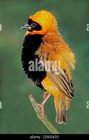 Male southern red bishop (Euplectes orix) displaying with puffed feathers, South Africa Stock Photo