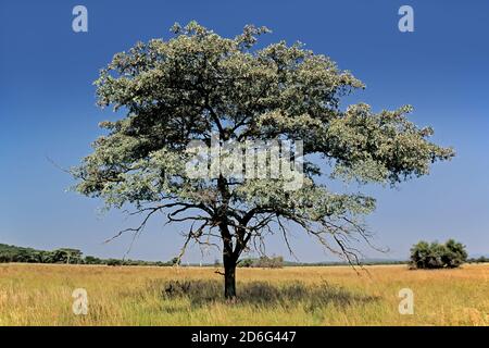 A silver cluster-leaf (Terminalia sericea) in grassland against a blue sky, South Africa Stock Photo