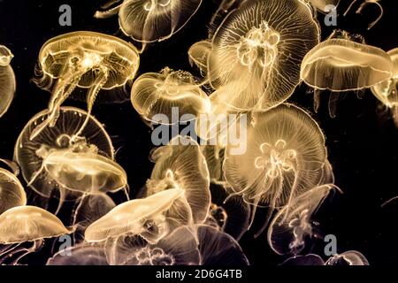Colorful, iluminated Jellyfish underwater on dark background. Jellyfish moving in water. - image Stock Photo