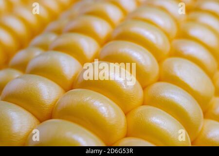 Texture of sweet corn grains. Fresh corn on cobs. Macro of corn background Stock Photo