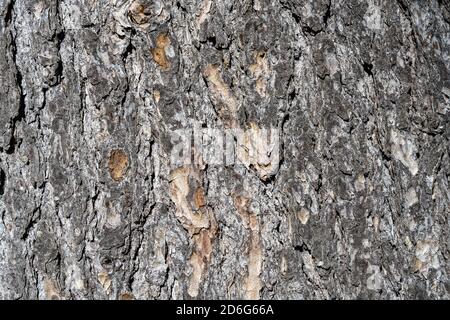 Background from a textured bark of a pine tree Stock Photo