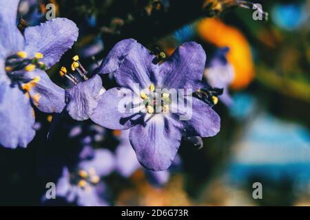 Detail of a purple flower of polemonium caeruleum illuminated by sunlight Stock Photo