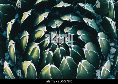 Close-up of the circular pattern formed by the leaves of an agave victoriae plant Stock Photo