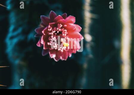 Detail of the stamen of a pink flower of a cephalocereus senilis cactus on an unfocused background Stock Photo