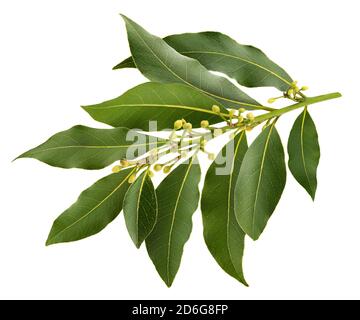 Fresh bay leaves branch isolated on white background Stock Photo