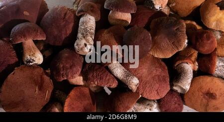 A pile of noble forest mushrooms boletus and red cap boletus, top view Stock Photo