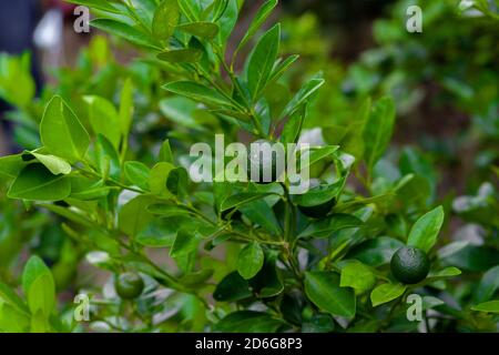 Lots of unripe Citrus japonica (Kumquat) fruit on green leaf background in garden. Stock Photo