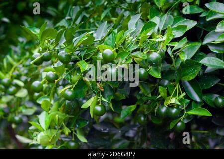 Lots of unripe Citrus japonica (Kumquat) fruit on green leaf background in garden. Stock Photo