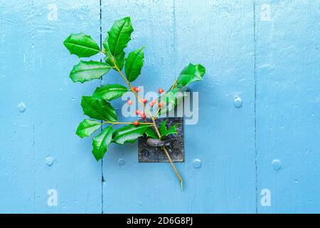 Christmas background. Holly sprig branch on old aqua blue barn door. Winter country Christmas holiday theme with copy space on painted wooden texture. Stock Photo