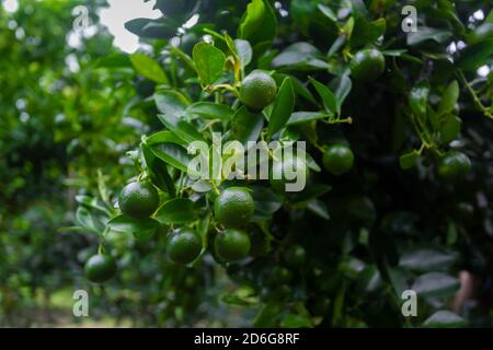 Lots of unripe Citrus japonica (Kumquat) fruit on green leaf background in garden. Stock Photo