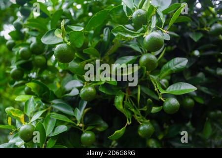 Lots of unripe Citrus japonica (Kumquat) fruit on green leaf background in garden. Stock Photo