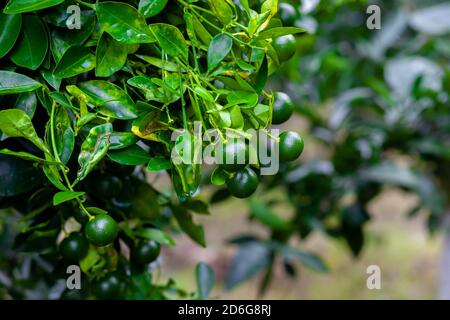 Lots of unripe Citrus japonica (Kumquat) fruit on green leaf background in garden. Stock Photo