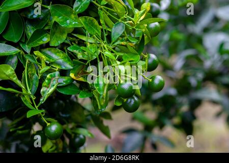 Lots of unripe Citrus japonica (Kumquat) fruit on green leaf background in garden. Stock Photo