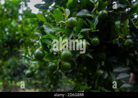 Lots of unripe Citrus japonica (Kumquat) fruit on green leaf background in garden. Stock Photo