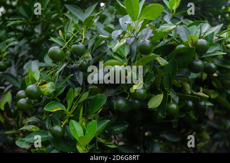 Lots of unripe Citrus japonica (Kumquat) fruit on green leaf background in garden. Stock Photo