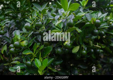 Lots of unripe Citrus japonica (Kumquat) fruit on green leaf background in garden. Stock Photo