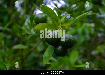 Lots of unripe Citrus japonica (Kumquat) fruit on green leaf background in garden. Stock Photo