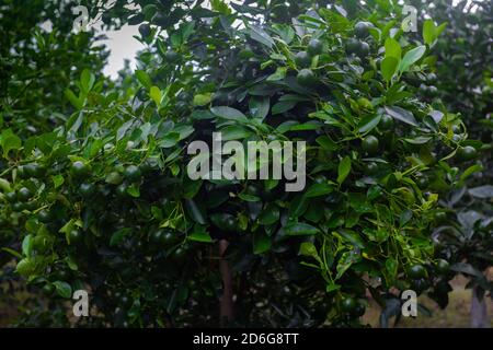 Lots of unripe Citrus japonica (Kumquat) fruit on green leaf background in garden. Stock Photo